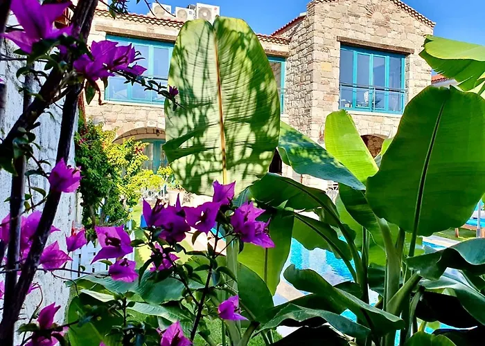 Windmill אלאקאטי