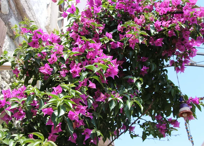 Windmill Couette-café 4*