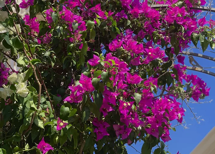 Windmill Couette-café